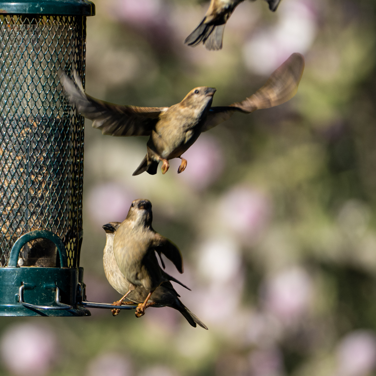 Photography by Chris Allington